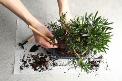 Photo of Woman taking careJapanese bonsai plant, closeup. Creating zen atmosphere at home