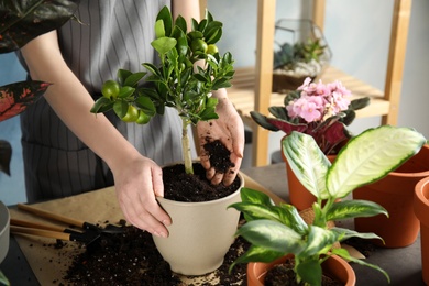 Woman transplanting home plant into new pot at table, closeup