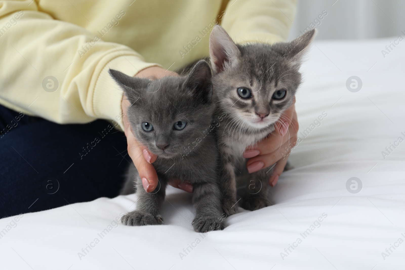 Photo of Woman with cute fluffy kittens on bed indoors, closeup