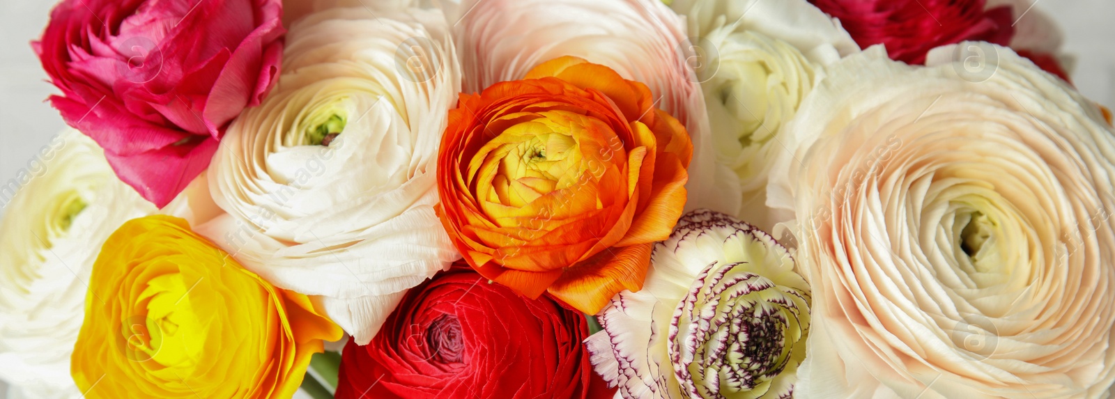 Image of Beautiful different ranunculus flowers, closeup. Banner design