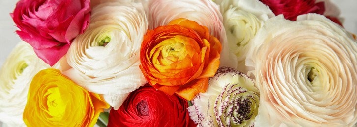 Beautiful different ranunculus flowers, closeup. Banner design