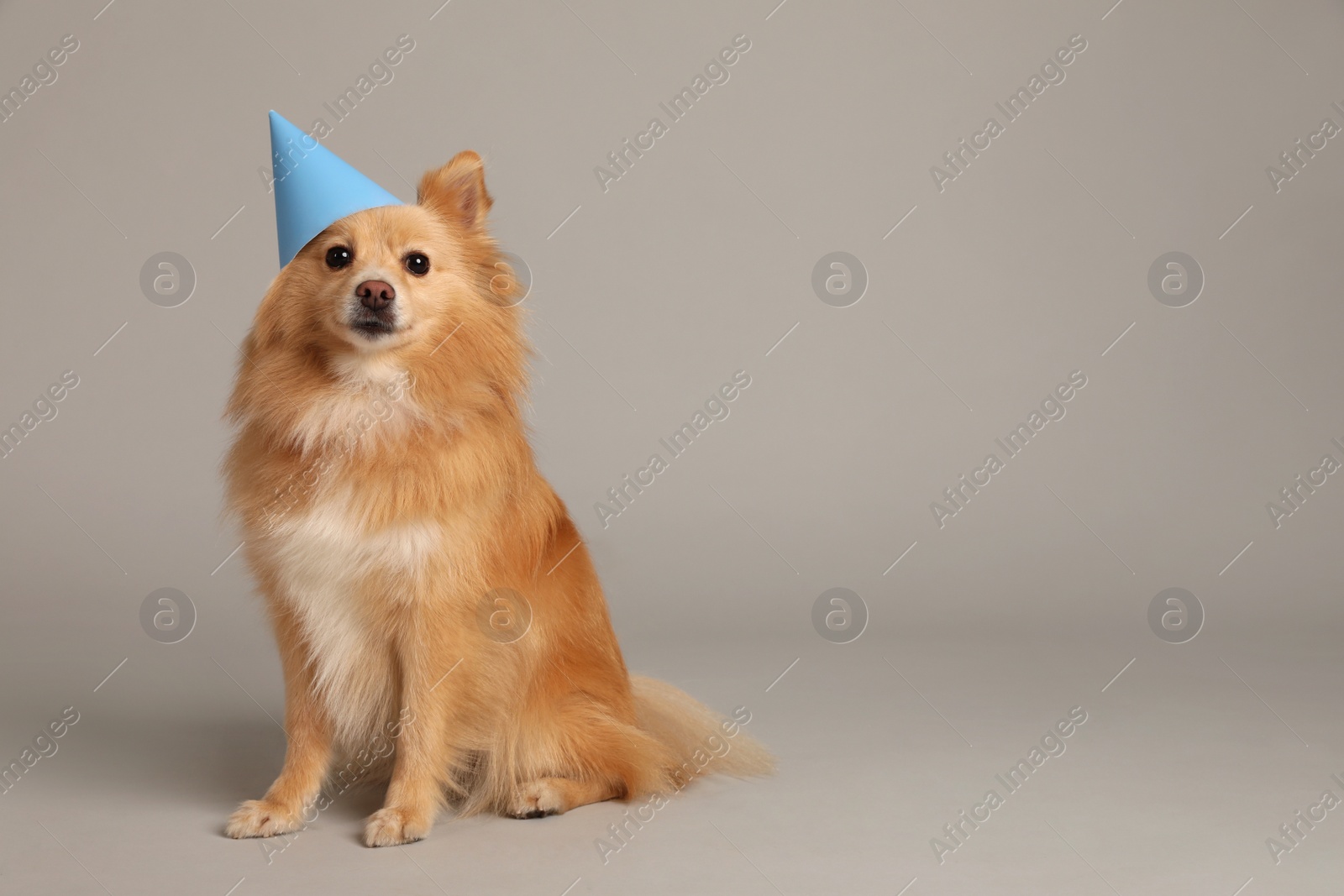 Photo of Cute dog with party hat on light grey background, space for text. Birthday celebration