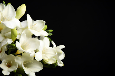 Photo of Beautiful freesia flowers on black background, closeup. Space for text