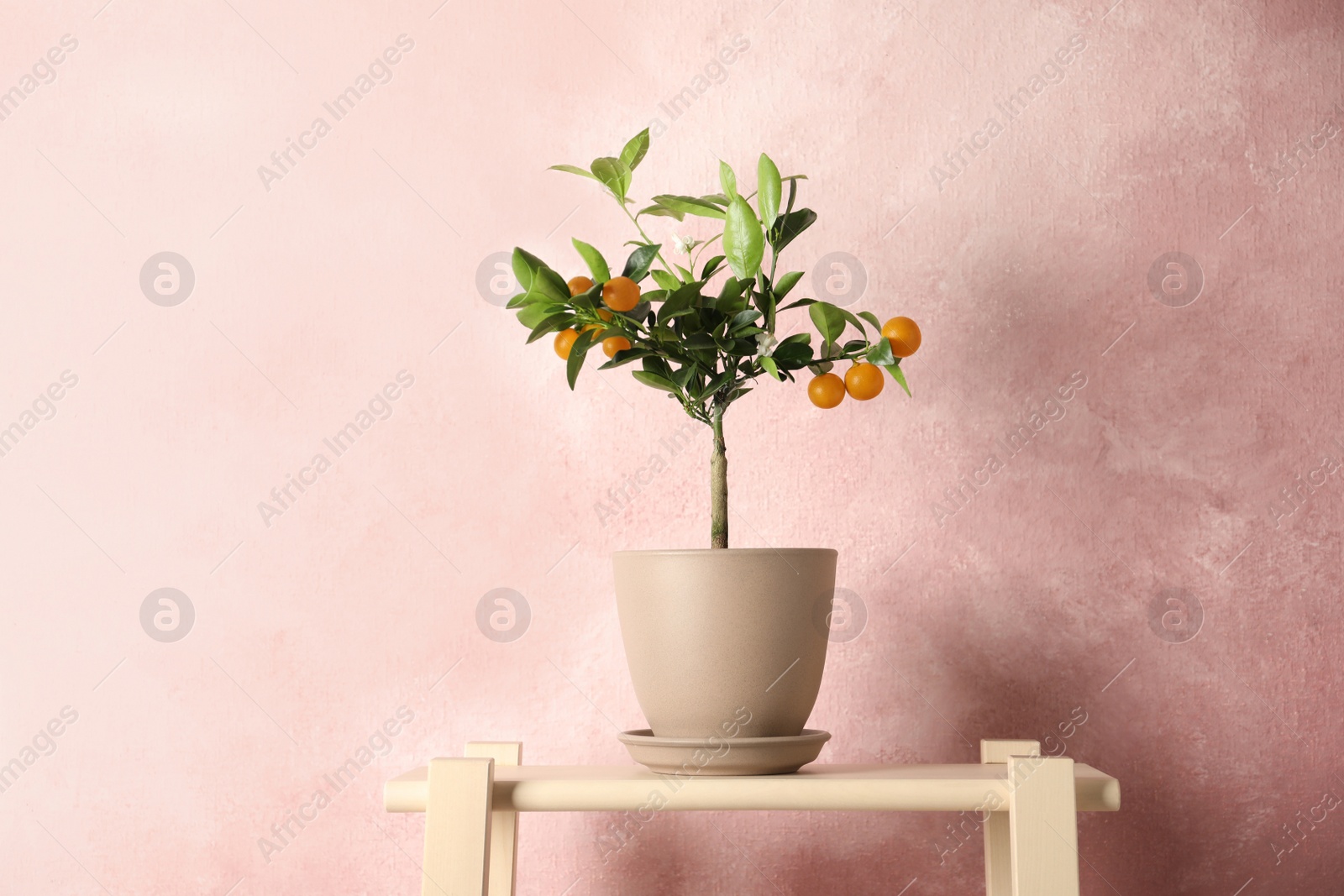 Photo of Citrus tree in pot on table against color background. Space for text