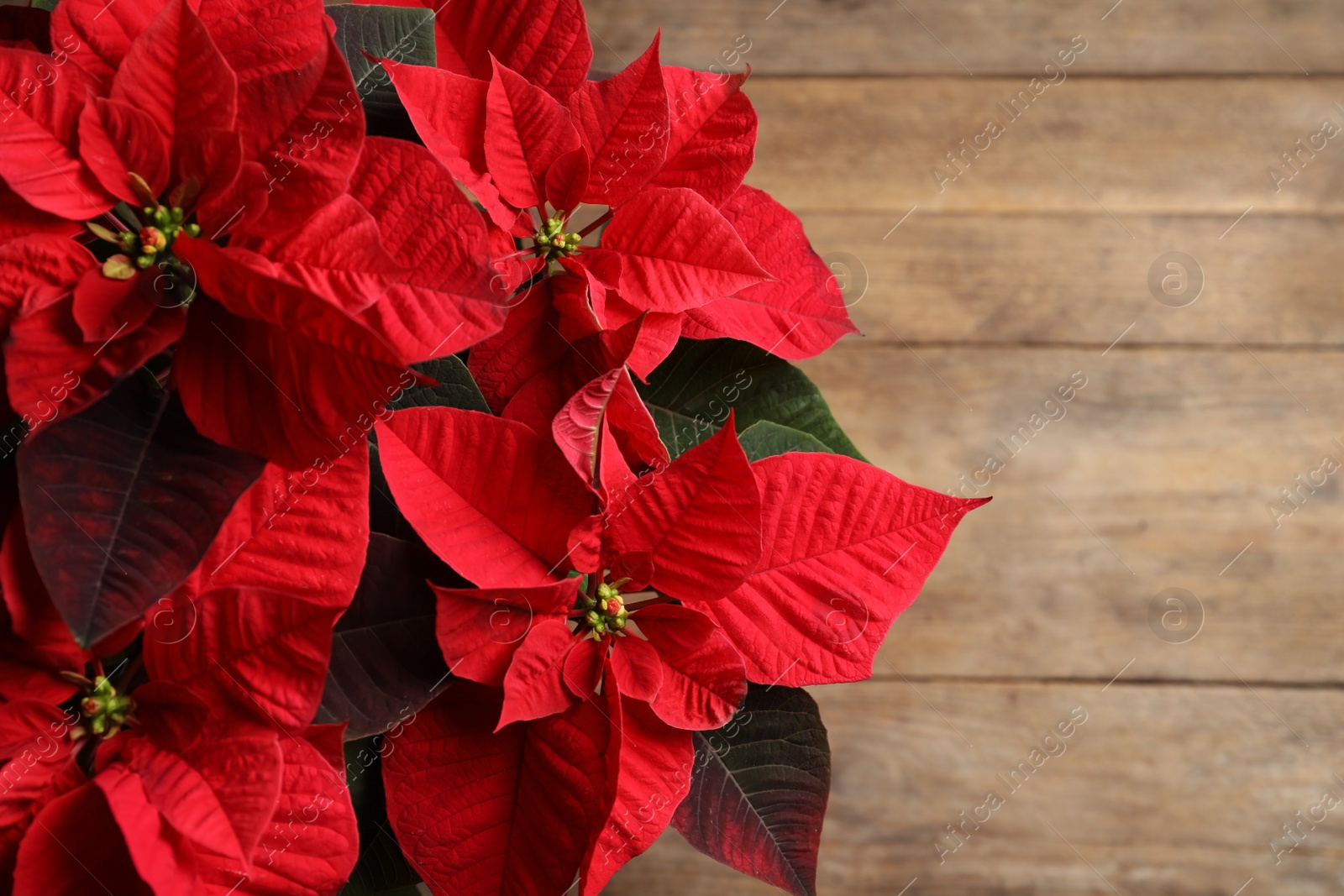 Photo of Poinsettia (traditional Christmas flower) on wooden table, top view. Space for text
