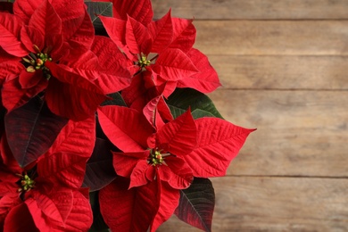 Poinsettia (traditional Christmas flower) on wooden table, top view. Space for text