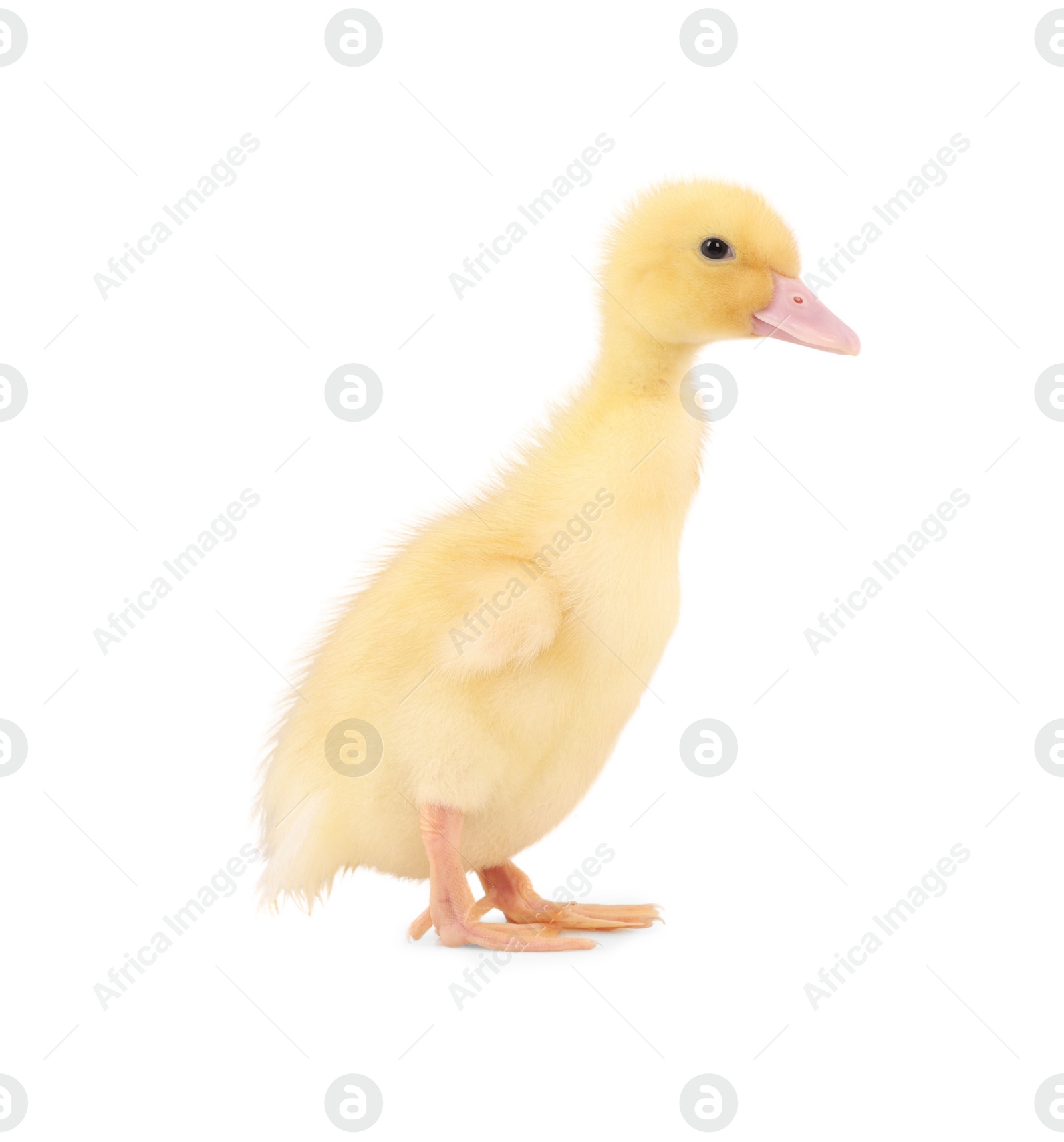 Photo of Baby animal. Cute fluffy duckling on white background