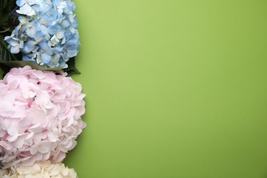 Beautiful hydrangea flowers on green background, top view. Space for text