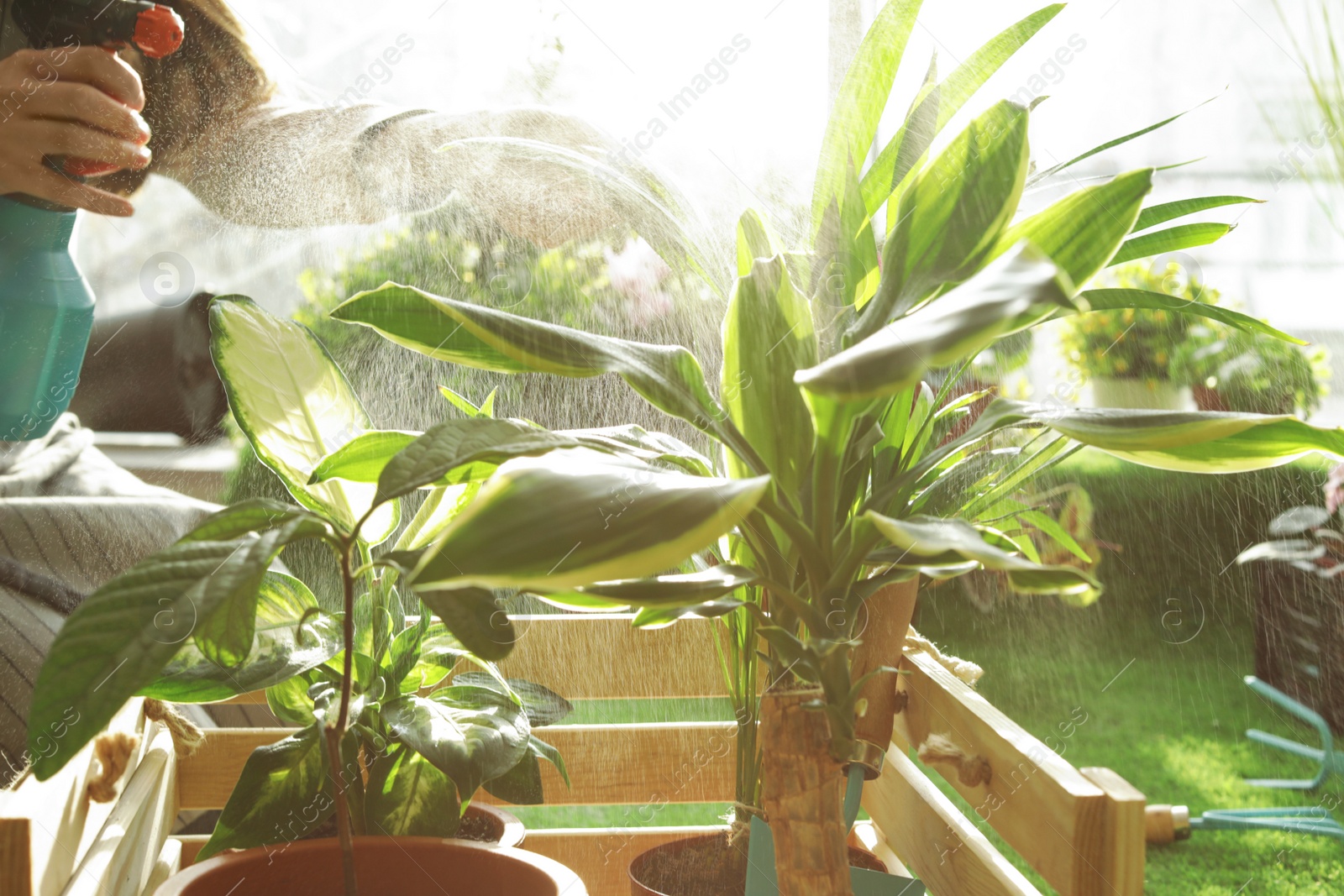 Photo of Woman taking care of plants indoors, closeup. Home gardening