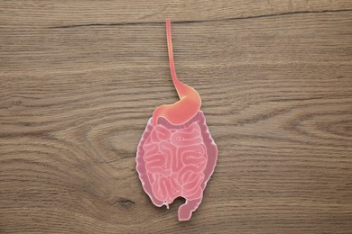 Paper intestine cutout on wooden background, top view