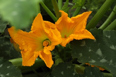 Photo of Zucchini plant with orange blossoms in garden, closeup