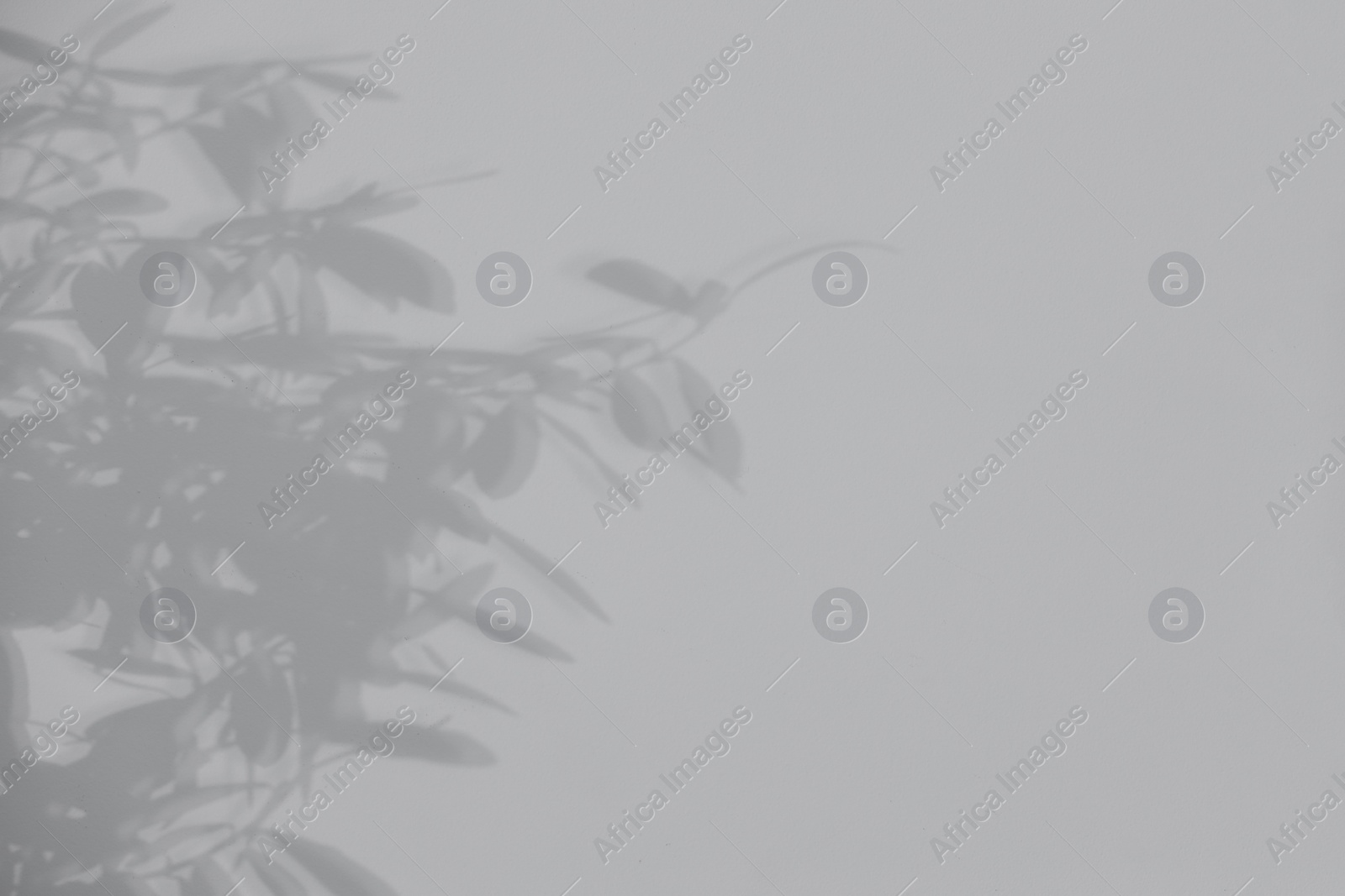 Photo of Shadow of plant falling on white wall, space for text