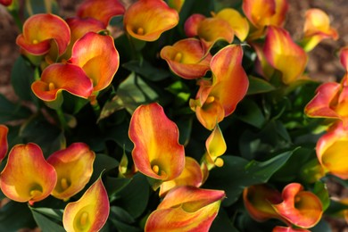 Many beautiful calla lilies as background, above view. Spring season