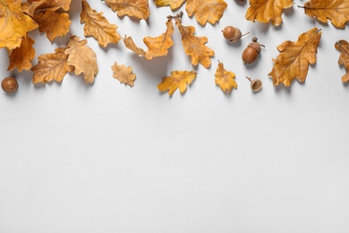 Beautiful composition with autumn leaves on white background, flat lay. Space for text