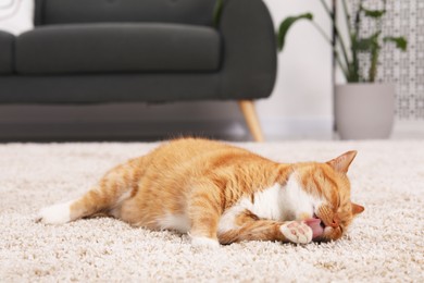 Photo of Cute ginger cat licking paw on carpet at home