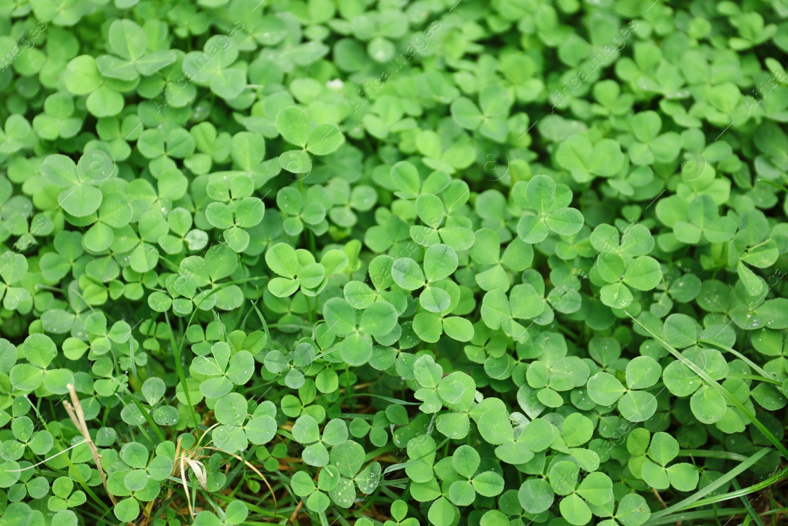 Photo of Green clover leaves as background