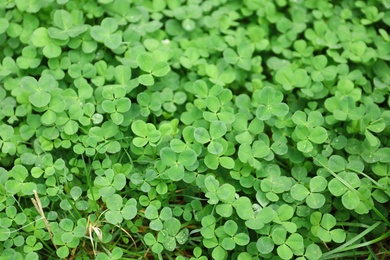 Green clover leaves as background