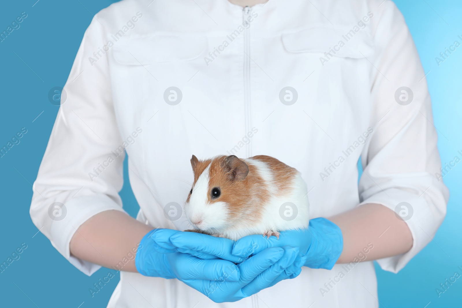 Photo of Scientist holding guinea pig on blue background, closeup. Animal testing concept