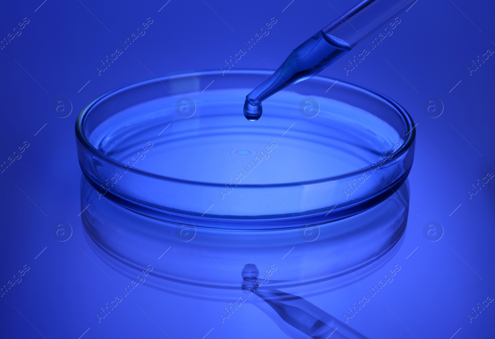 Photo of Dripping reagent into Petri dish with sample on table, toned in blue