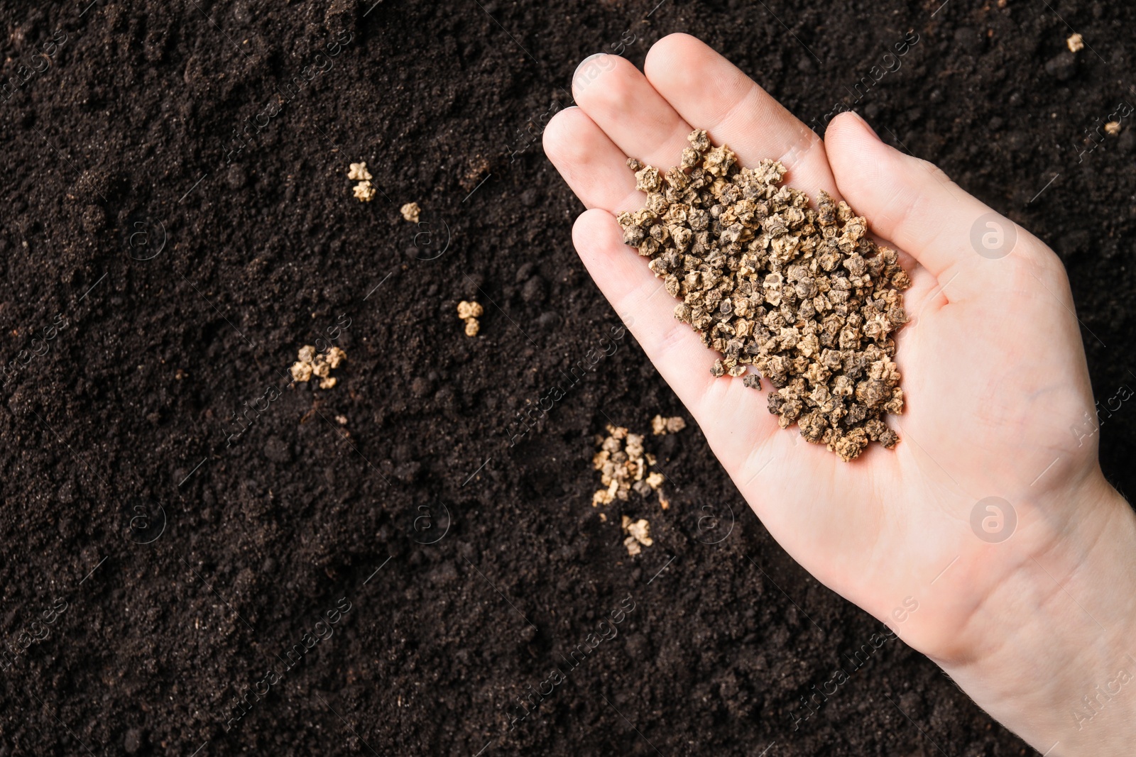 Photo of Woman holding pile of beet seeds over soil, top view with space for text. Vegetable planting