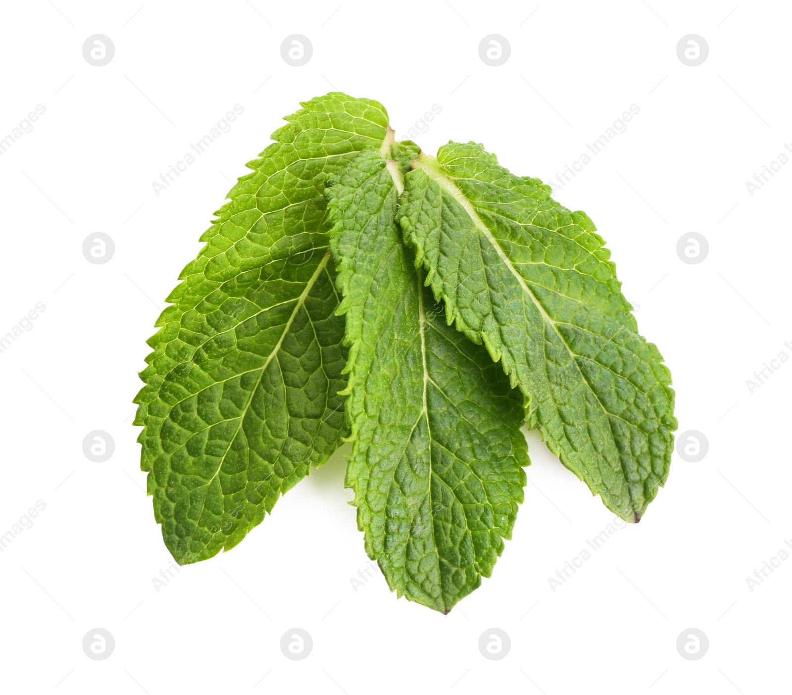 Photo of Fresh green mint leaves on white background