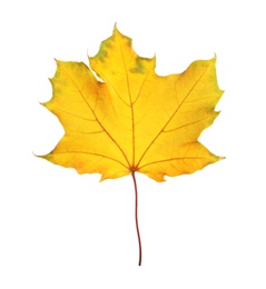 Photo of Beautiful autumn leaf on white background. Fall foliage