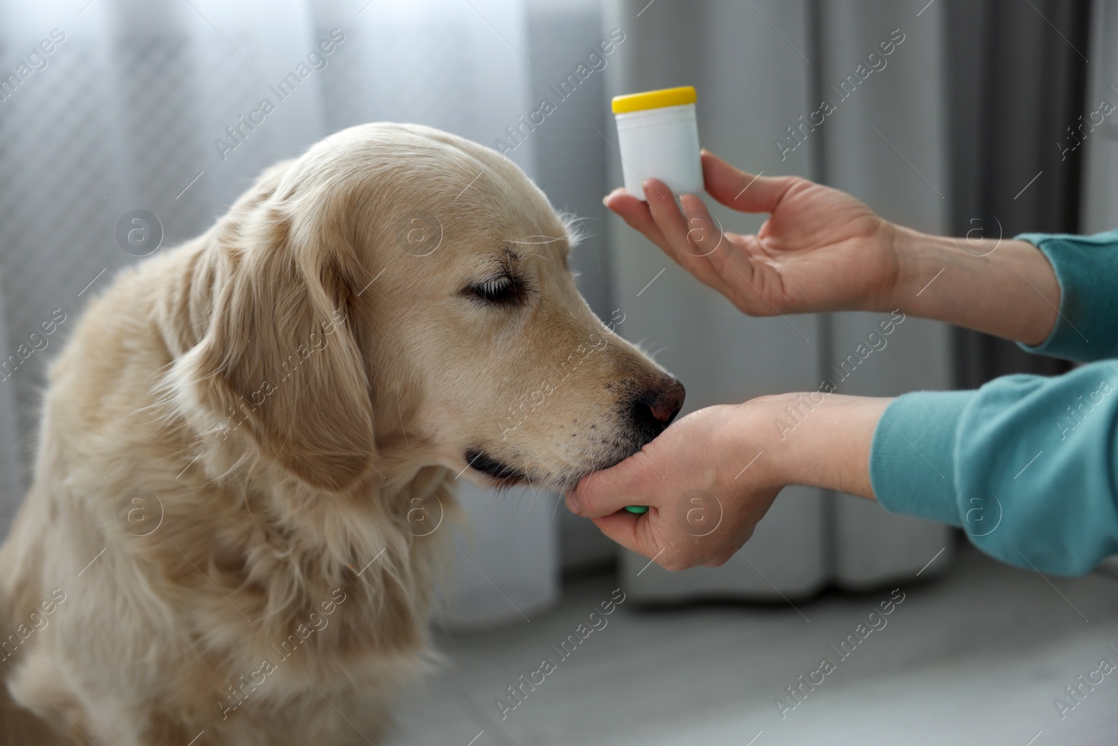 Photo of Woman giving pills to cute dog at home, closeup. Vitamins for animal