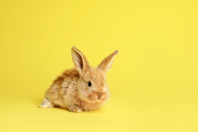 Photo of Adorable furry Easter bunny on color background, space for text