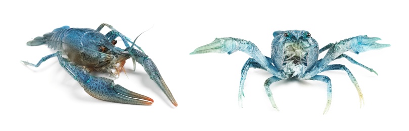 Two blue crayfishes isolated on white. Banner design 