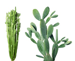 Image of Collage with beautiful cactuses on white background