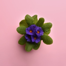 Photo of Beautiful primula (primrose) plant with purple flowers on pink background, top view. Spring blossom