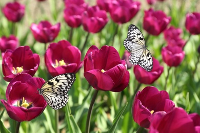 Image of Beautiful butterflies and blossoming tulips outdoors on sunny spring day