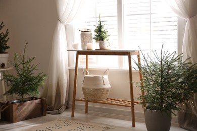 Photo of Potted fir trees in living room. Christmas interior design