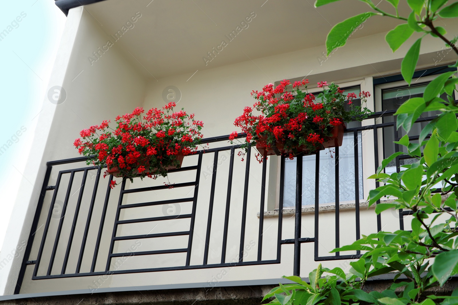 Photo of Balcony decorated with beautiful red flowers, low angle view