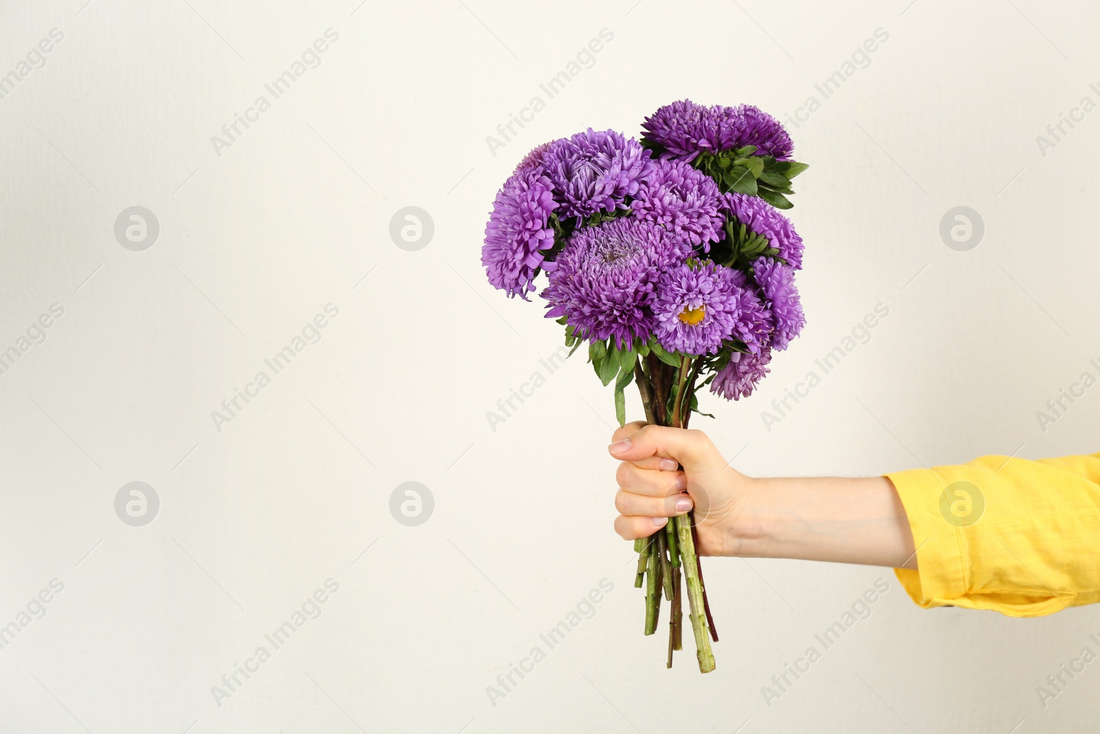 Photo of Woman with bouquet of beautiful asters and space for text on light background, closeup. Autumn flowers