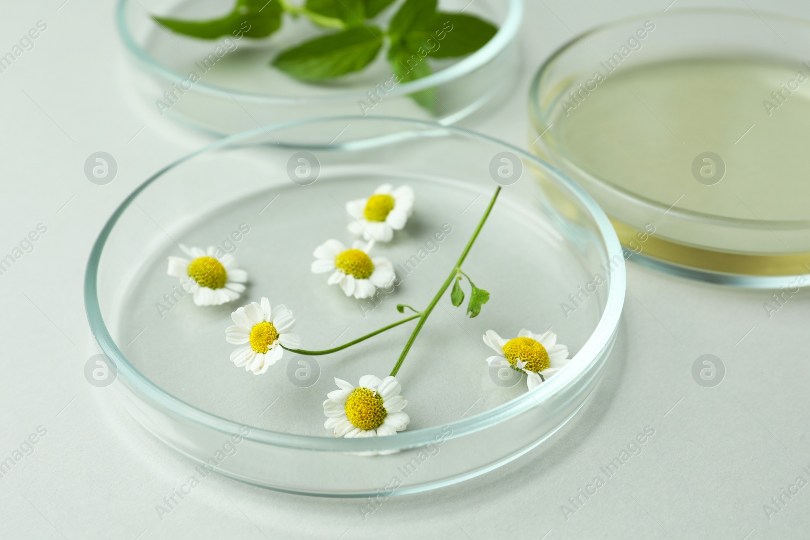 Photo of Petri dishes and plants on light grey background, closeup