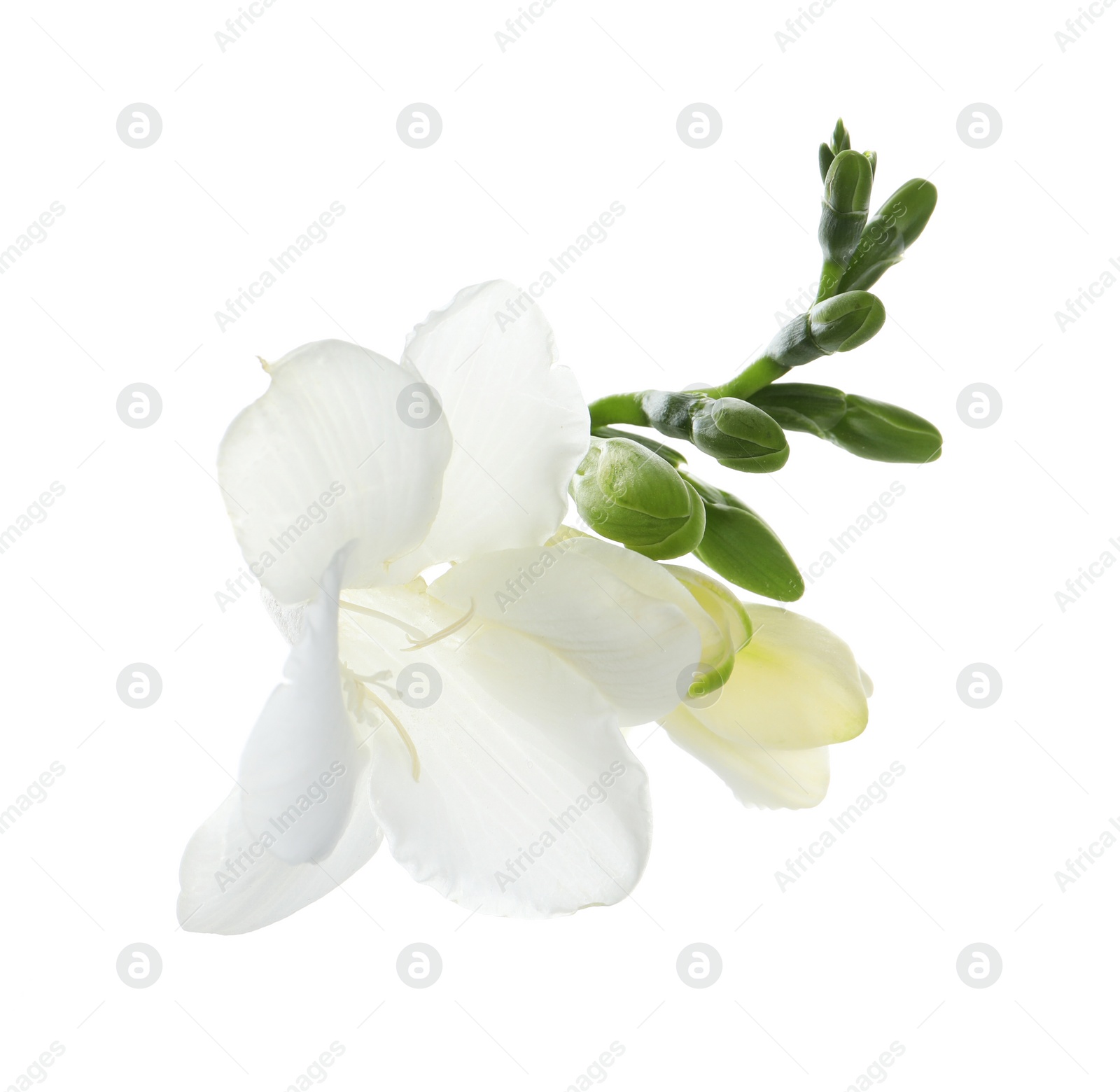 Photo of Beautiful freesia flower with tender petals isolated on white