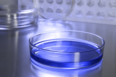 Petri dishes with blue liquid on table, closeup. Laboratory glassware