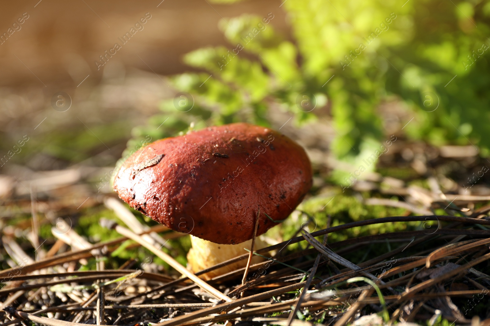 Photo of Fresh wild mushroom growing in forest, closeup view