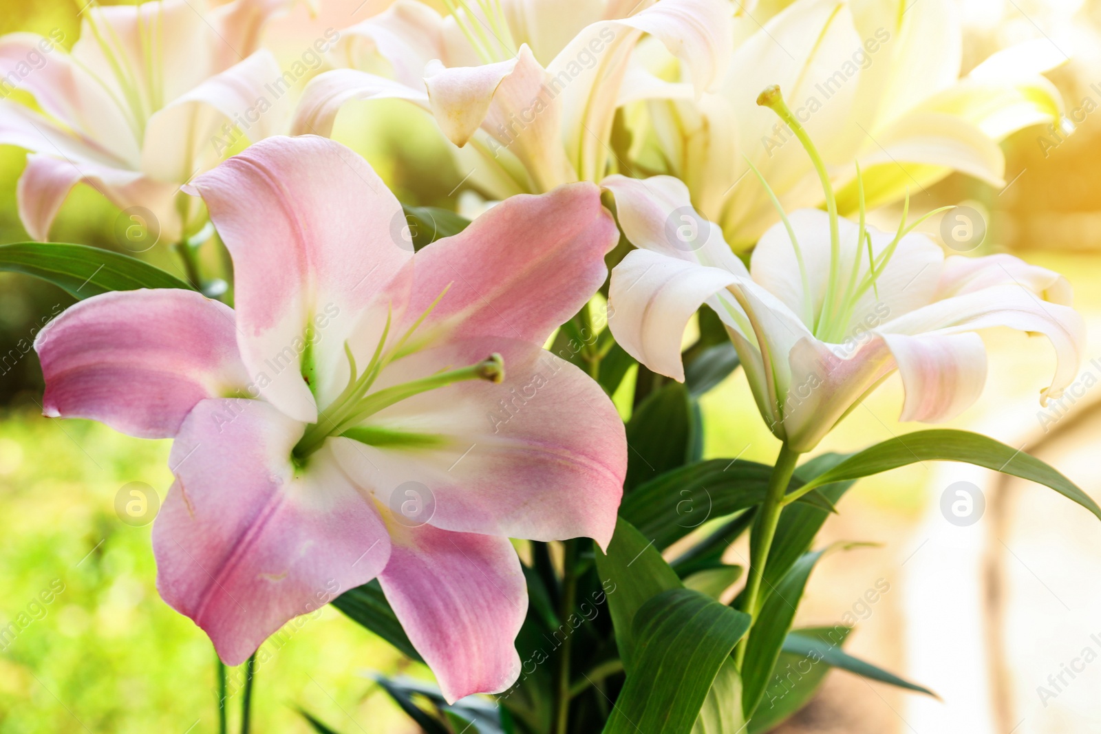 Photo of Beautiful blooming lily flowers in garden, closeup