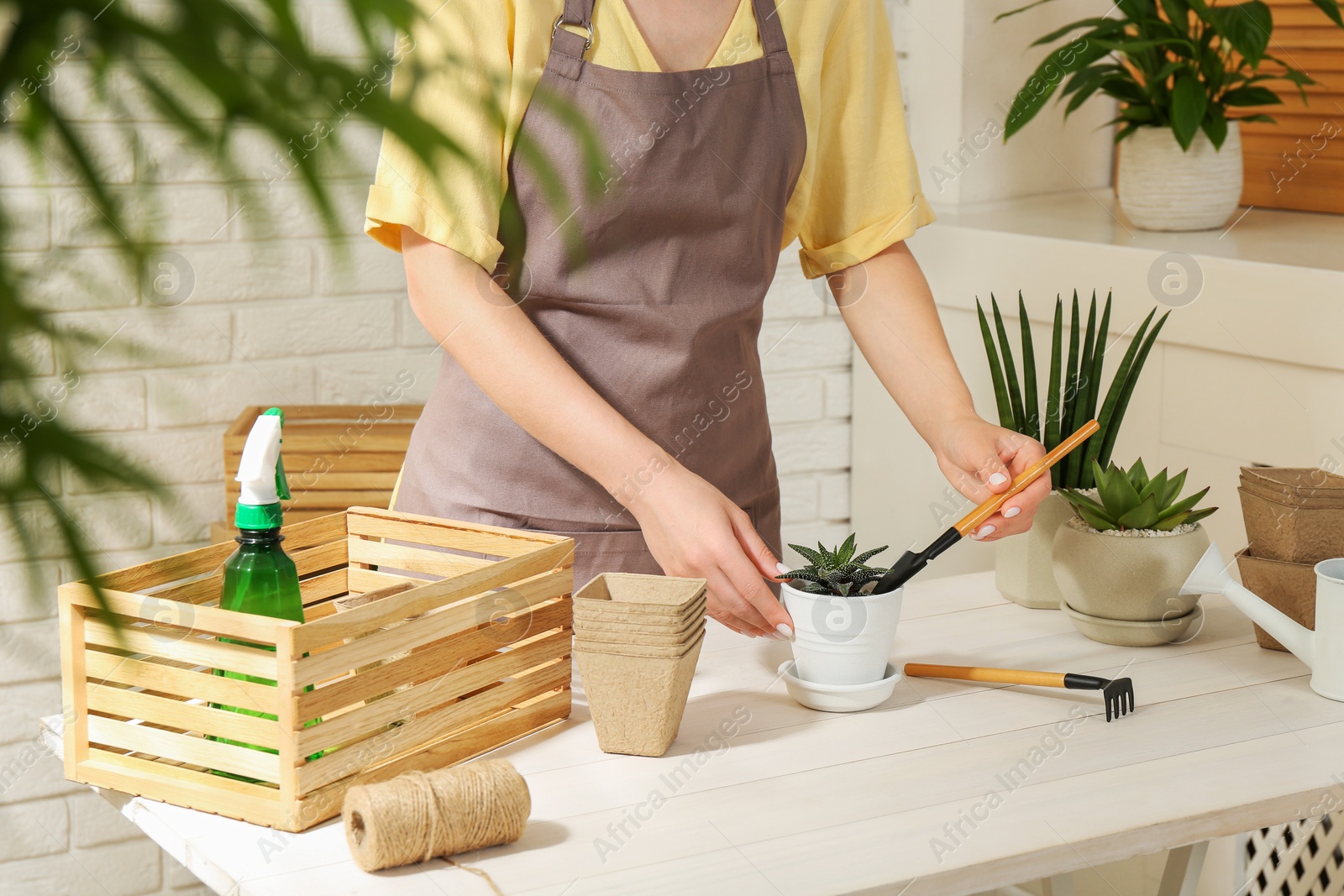 Photo of Woman transplanting beautiful succulent plant at white wooden table, closeup