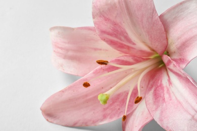 Beautiful blooming lily flower on white background, closeup