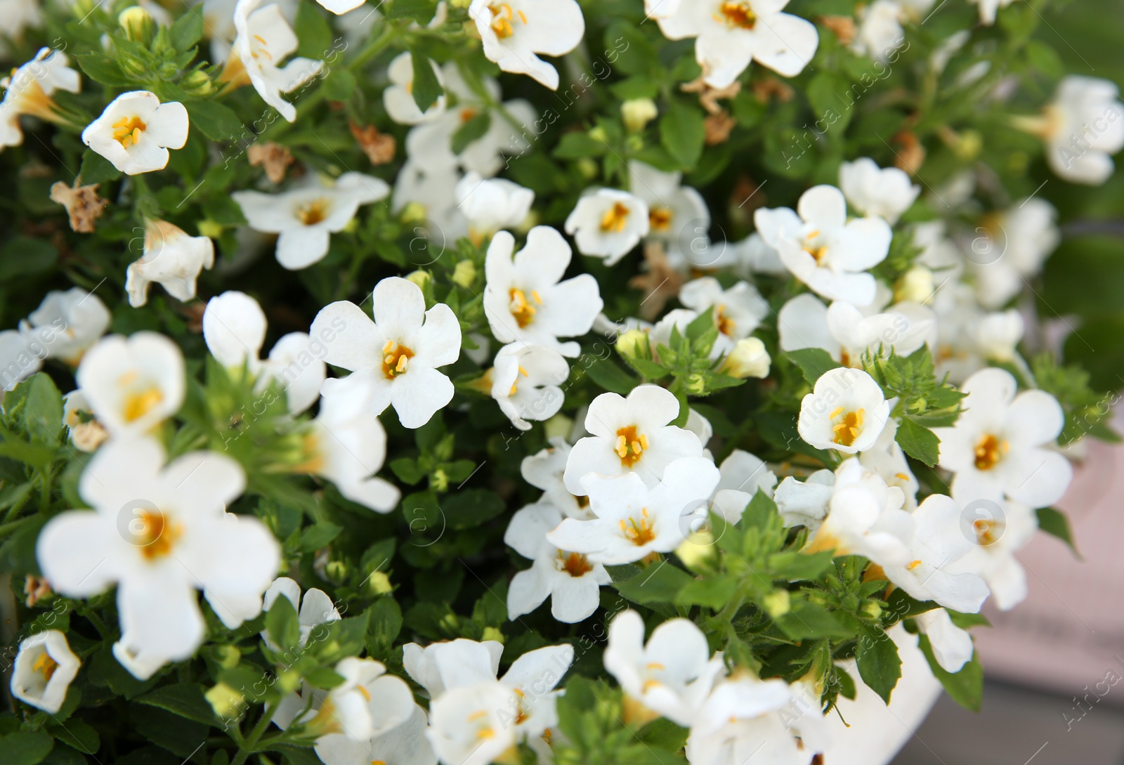 Photo of Closeup view of beautiful white flowers. Potted plant