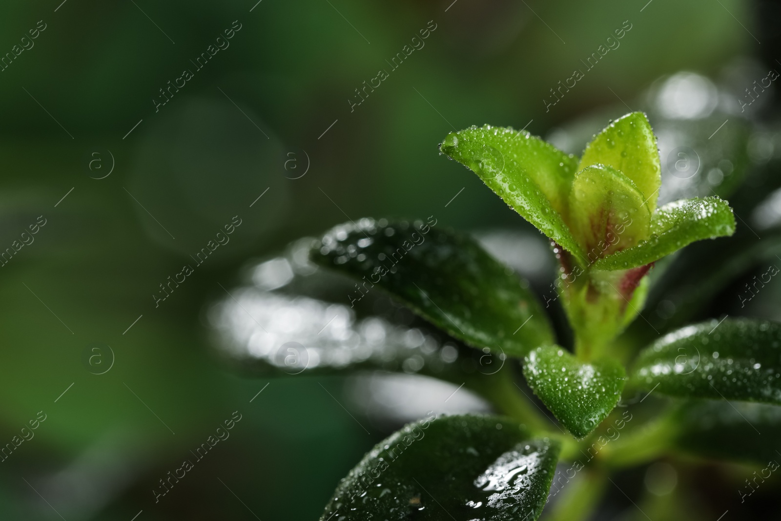 Photo of Closeup view of beautiful green leaves with dew drops, space for text