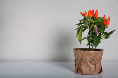 Photo of Capsicum Annuum plant. Potted multicolor Chili Pepper on light grey background, space for text