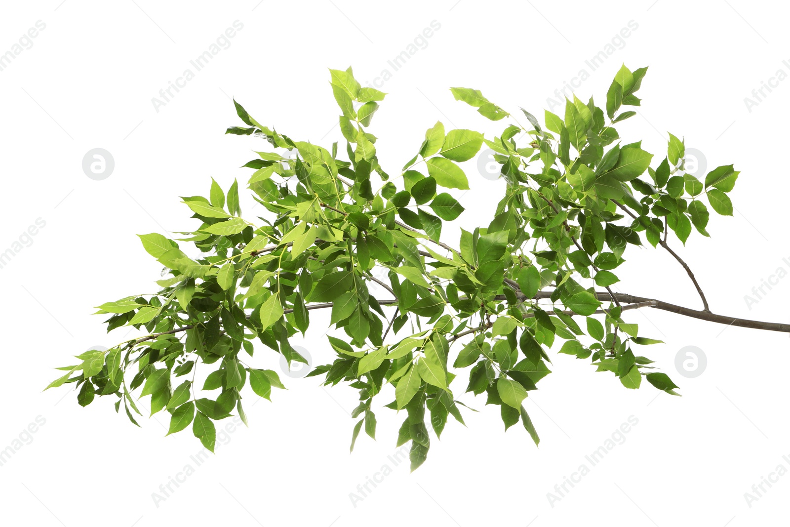 Photo of Beautiful tree branches with green leaves on white background