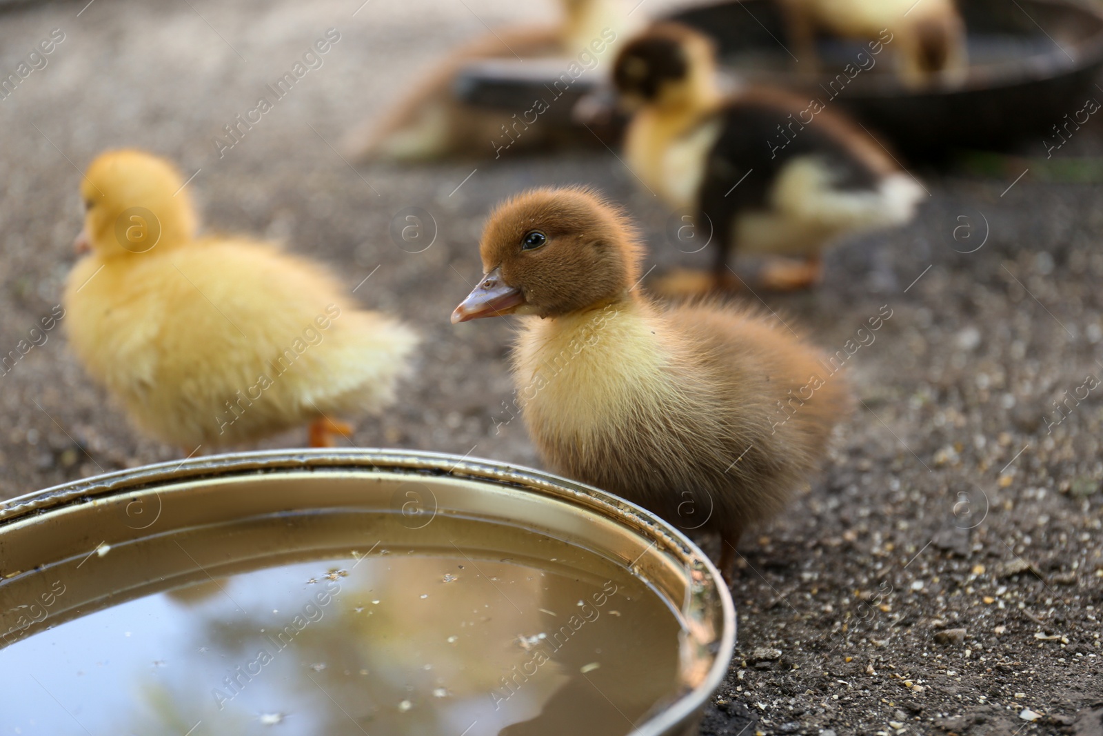 Photo of Cute fluffy ducklings near bowl of water in farmyard