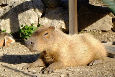 Photo of Beautiful capybaras resting outdoors on sunny day