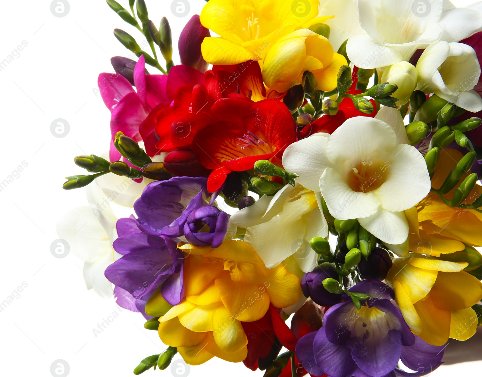 Photo of Bouquet of beautiful freesia flowers on white background