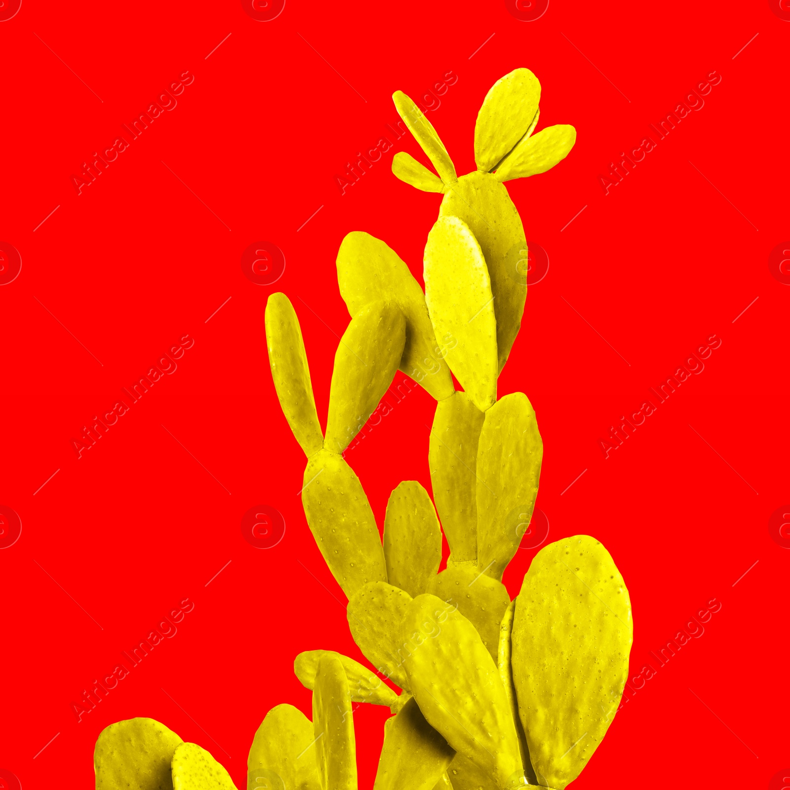 Image of Yellow cactus on red background. Creative design